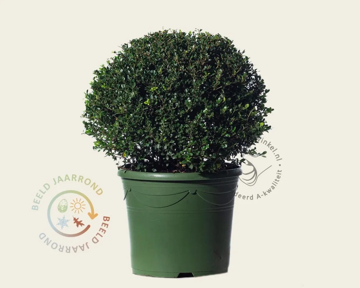 Ilex crenata 'Glory Gem' - bolvorm