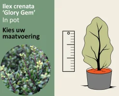 Ilex crenata 'Glory Gem' - in pot