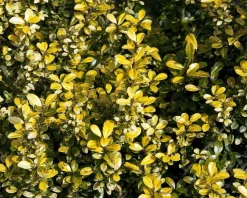 Ilex crenata 'Golden Gem' - in pot