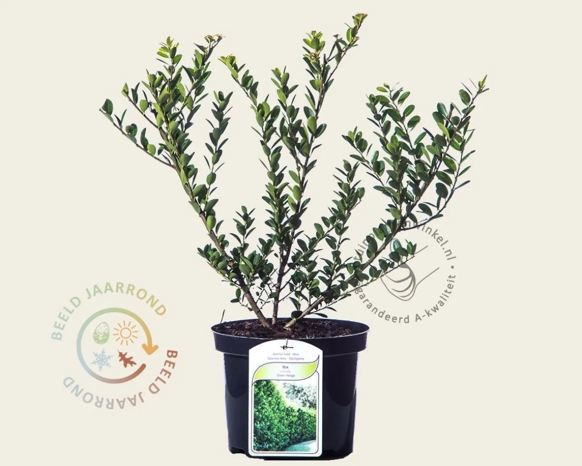 Ilex crenata 'Green Hedge' - in pot