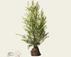 Ilex crenata 'Green Hedge' - kluit