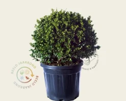 Ilex crenata 'Green Lustre' - bolvorm