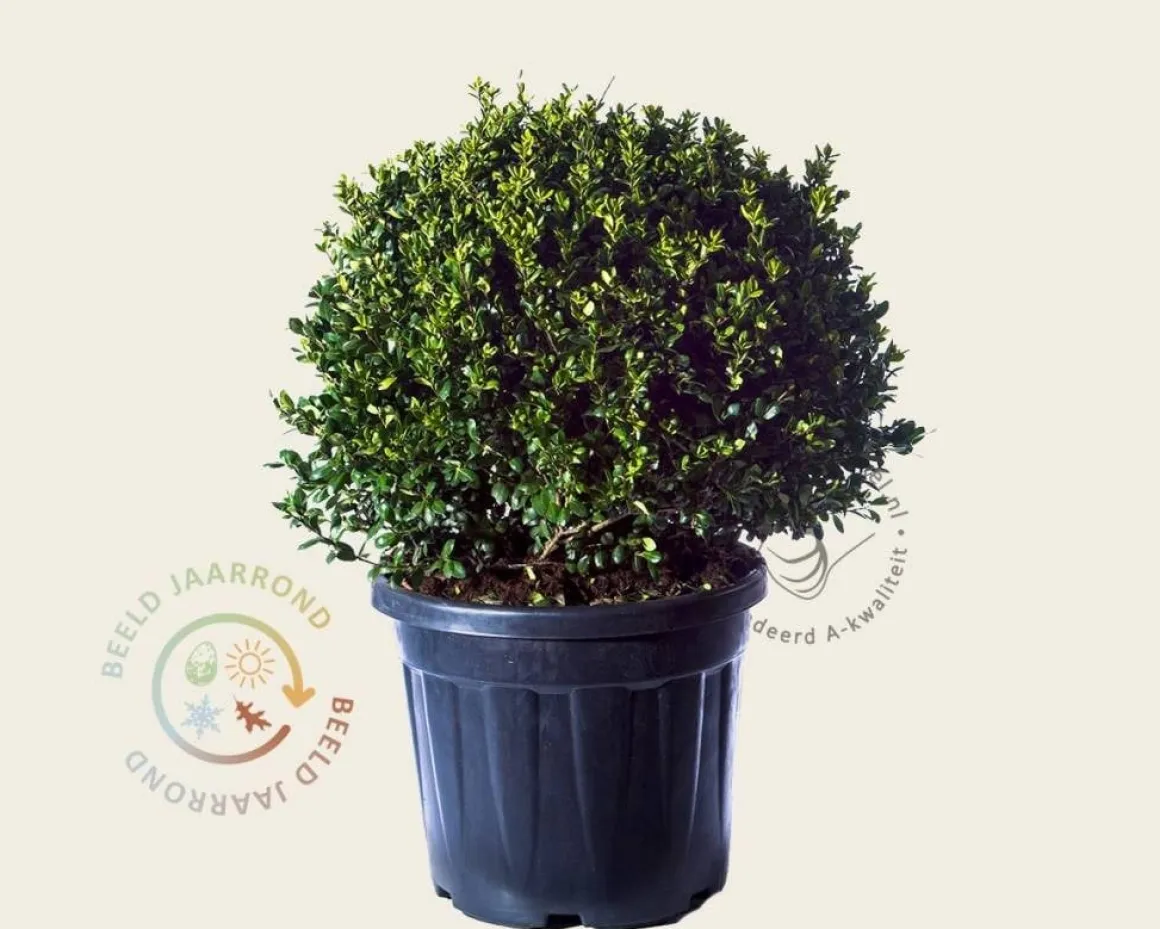 Ilex crenata 'Green Lustre' - bolvorm