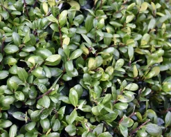 Ilex crenata 'Hetzii' bol 50 cm - Excellent
