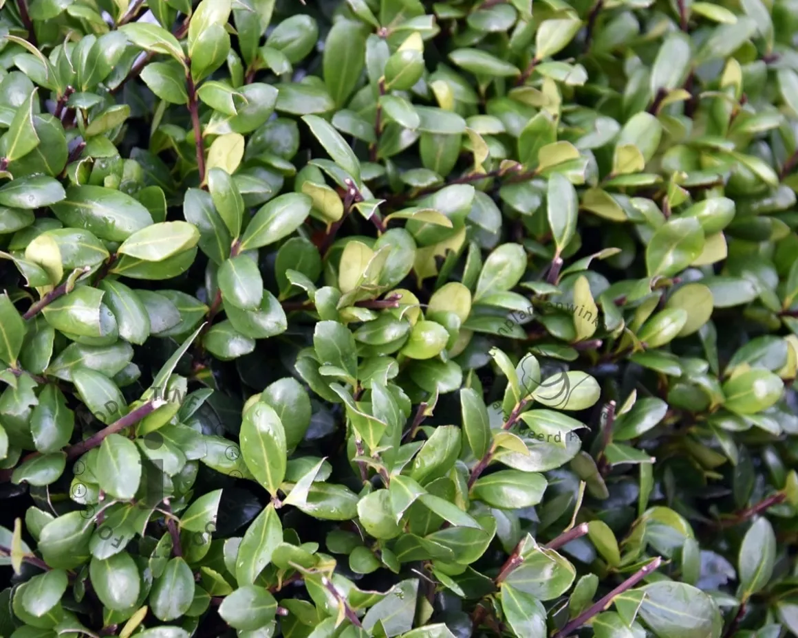 Ilex crenata 'Hetzii' - bolvorm