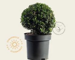 Ilex crenata 'Stokes'- bolvorm