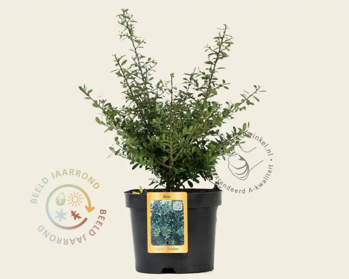 Ilex crenata 'Stokes' - in pot