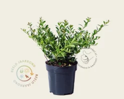 Ilex crenata 'Stokes' - in pot
