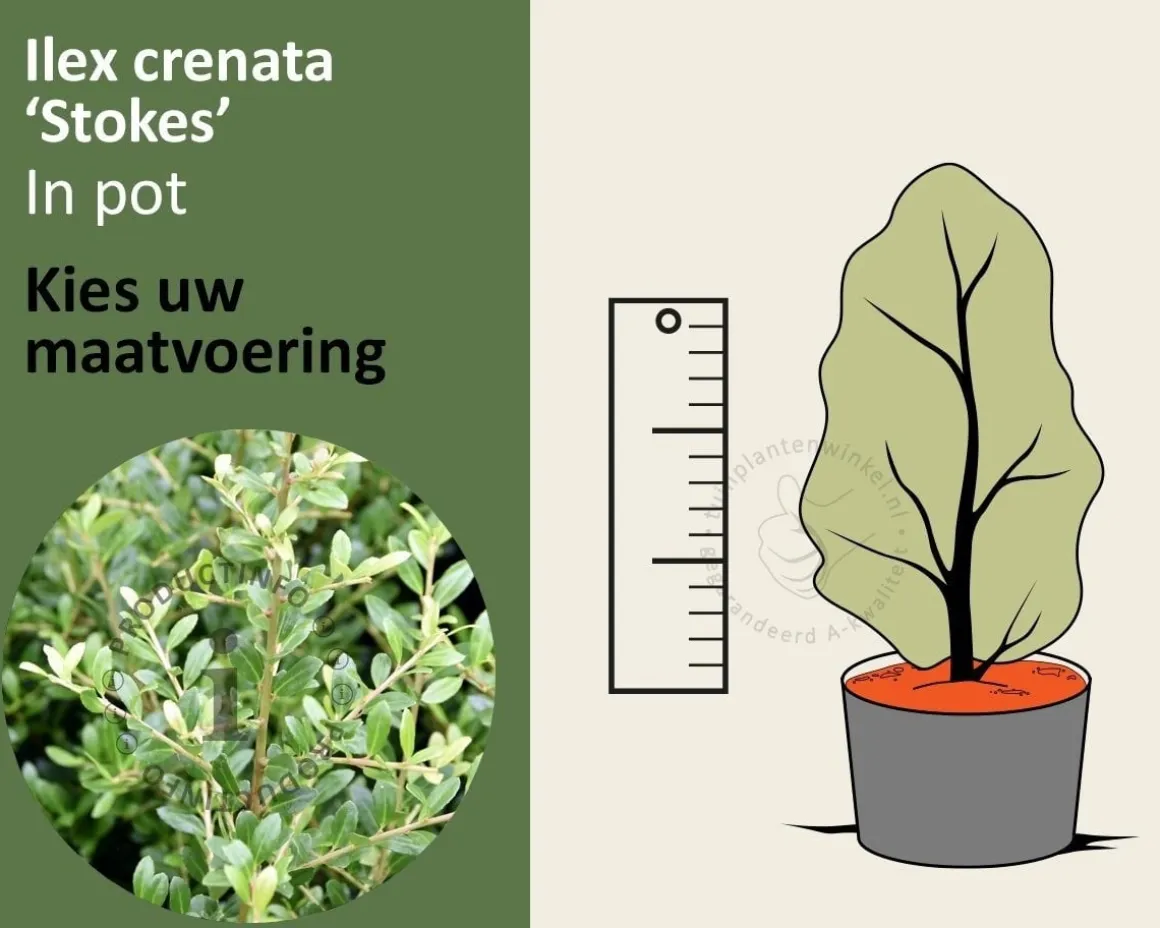 Ilex crenata 'Stokes' - in pot