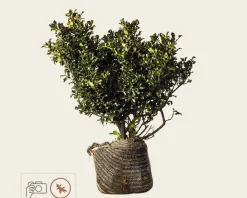 Ilex meserveae 'Blue Angel' - kluit