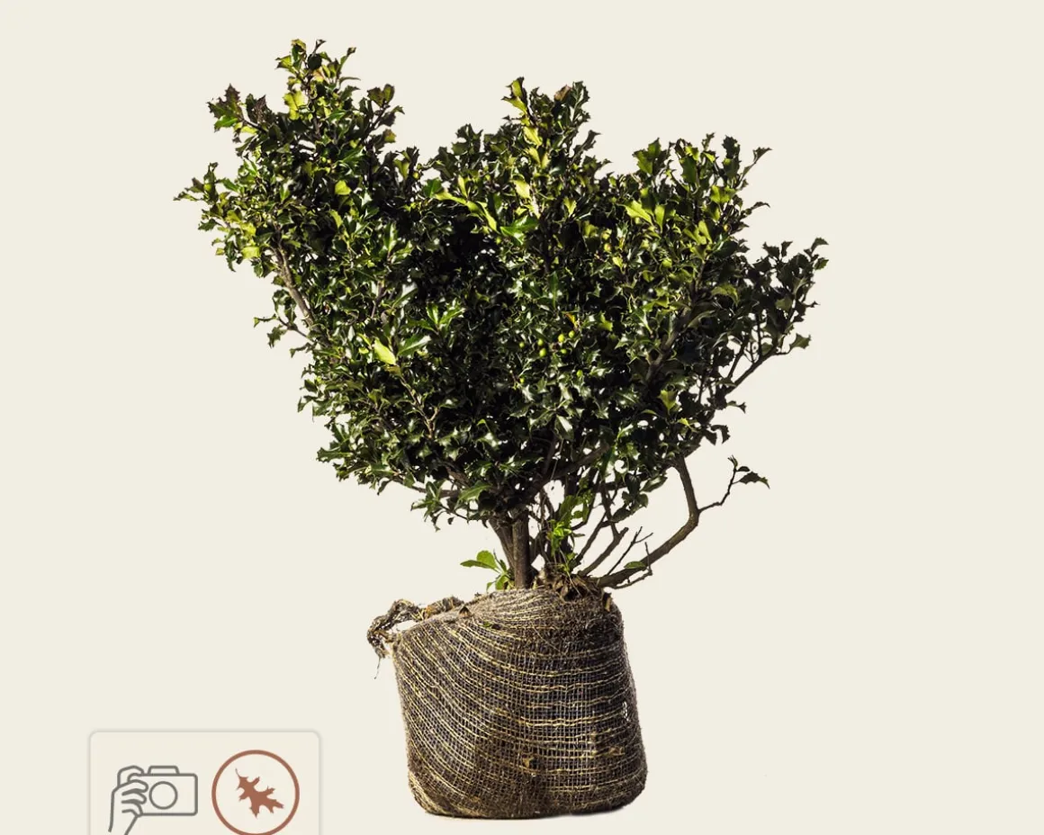 Ilex meserveae 'Blue Angel' - kluit