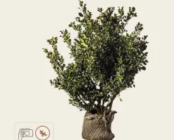 Ilex meserveae 'Blue Angel' - kluit