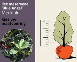 Ilex meserveae 'Blue Angel' - kluit
