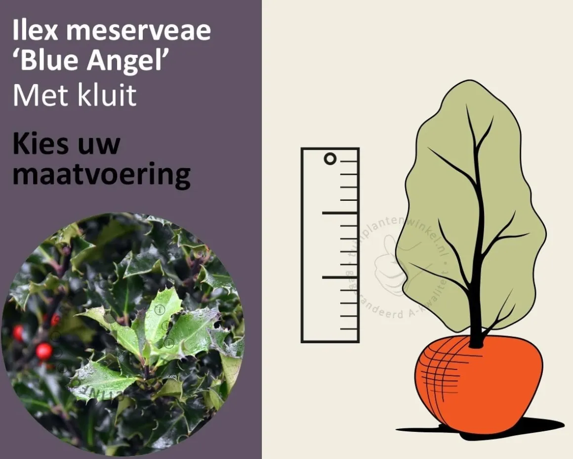 Ilex meserveae 'Blue Angel' - kluit