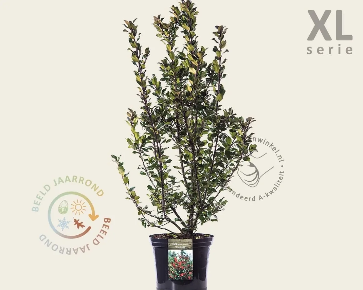 Ilex meserveae 'Blue Maid' - in pot