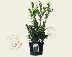 Ilex meserveae 'Blue Maid' - in pot