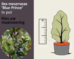 Ilex meserveae 'Blue Prince' - in pot
