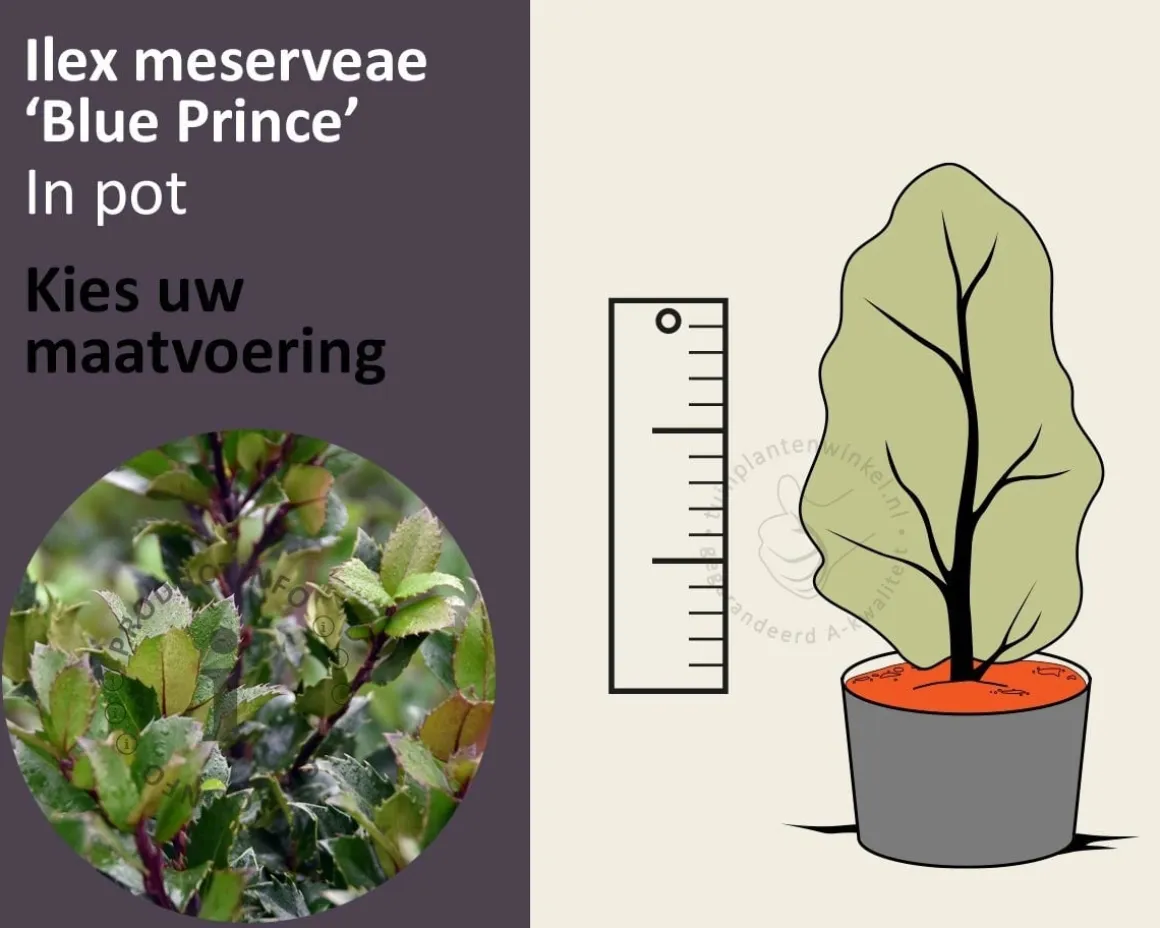 Ilex meserveae 'Blue Prince' - in pot