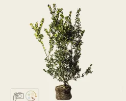 Ilex meserveae 'Blue Prince' - kluit