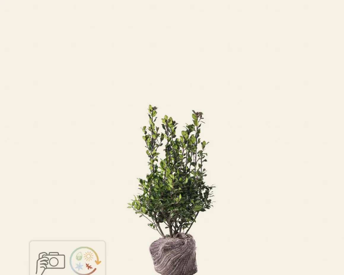Ilex meserveae 'Blue Prince' - kluit