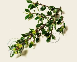 Ilex meserveae 'Blue Prince' - kluit