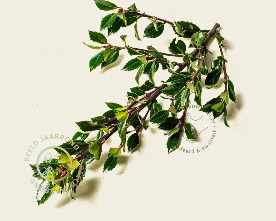 Ilex meserveae 'Blue Prince' - kluit