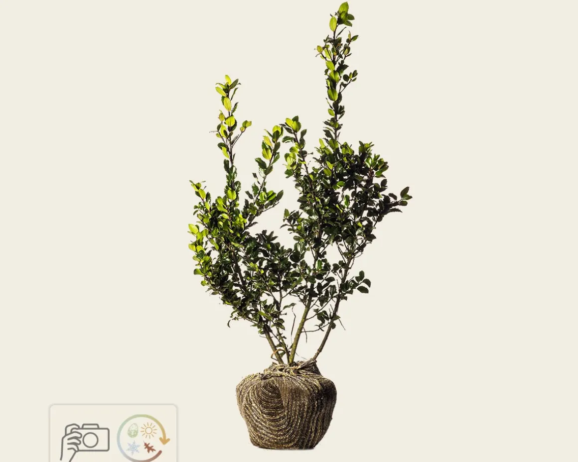 Ilex meserveae 'Blue Prince' - kluit