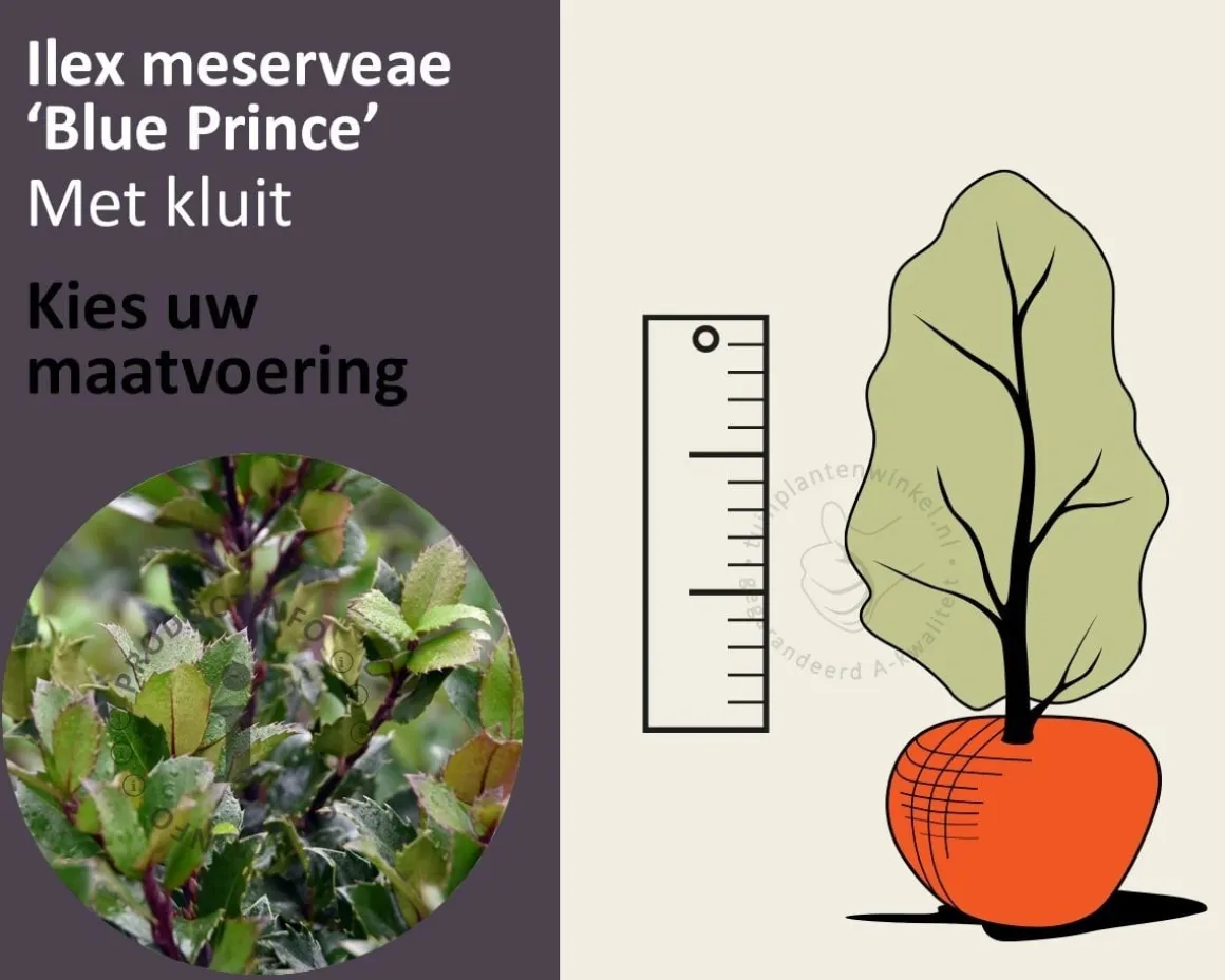 Ilex meserveae 'Blue Prince' - kluit