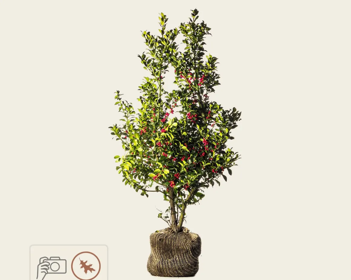 Ilex meserveae 'Blue Princess' - kluit
