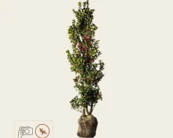 Ilex meserveae 'Blue Princess' - kluit