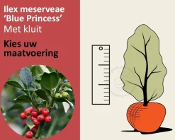 Ilex meserveae 'Blue Princess' - kluit