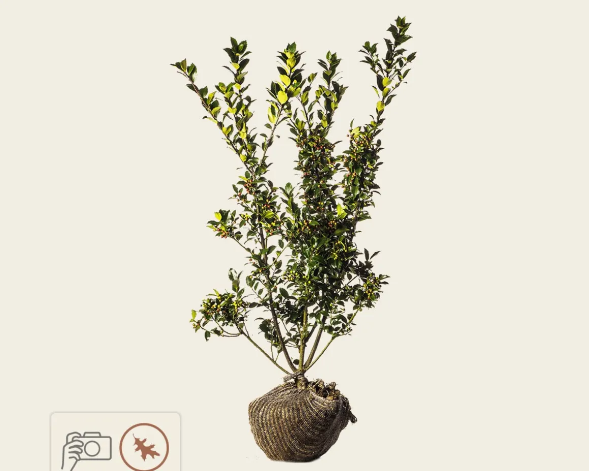 Ilex meserveae 'Blue Princess' - kluit