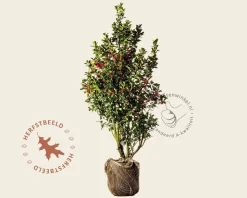 Ilex meserveae 'Blue Princess' - kluit