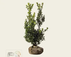 Ilex meserveae 'Heckenpracht' - kluit