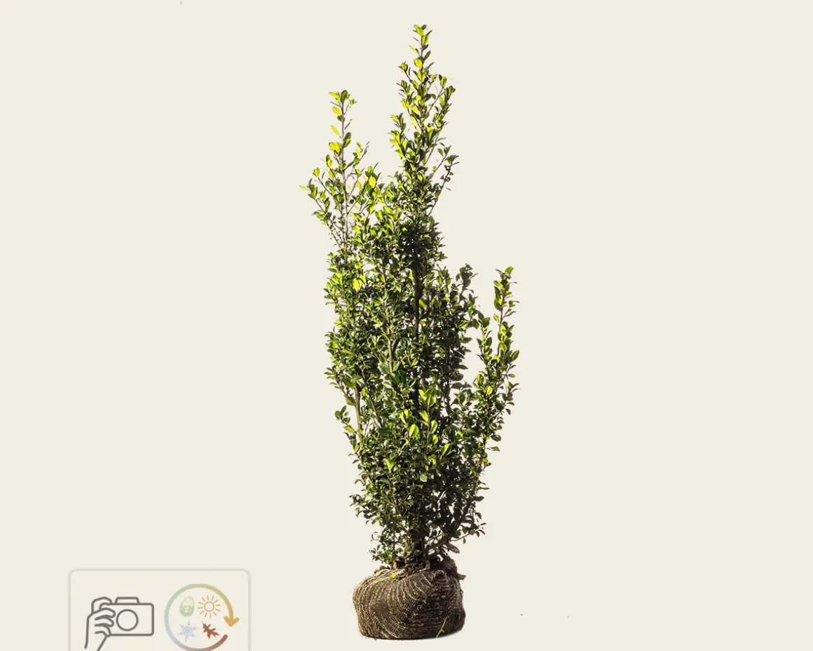 Ilex meserveae 'Heckenpracht' - kluit