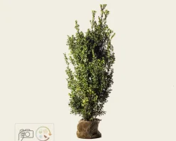 Ilex meserveae 'Heckenpracht' - kluit