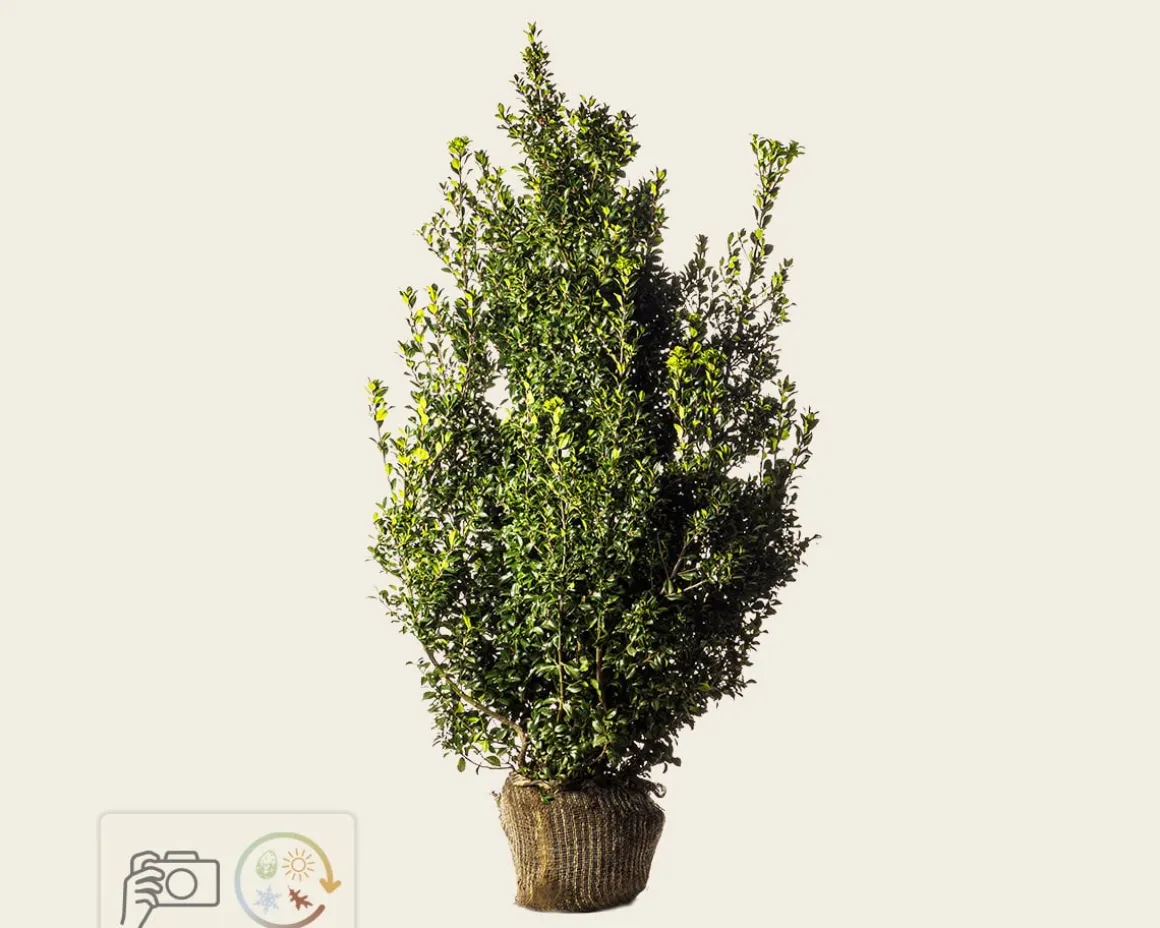 Ilex meserveae 'Heckenpracht' - kluit