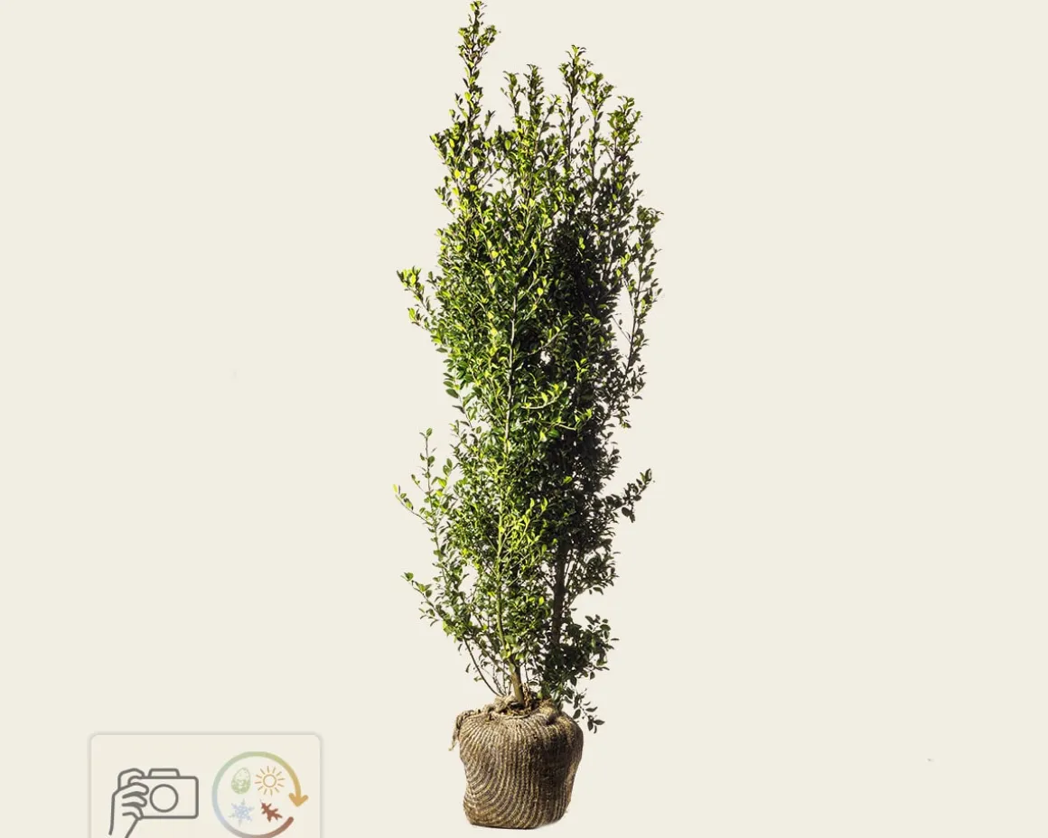 Ilex meserveae 'Heckenpracht' - kluit