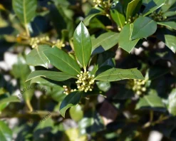 Ilex 'Nellie R. Stevens'