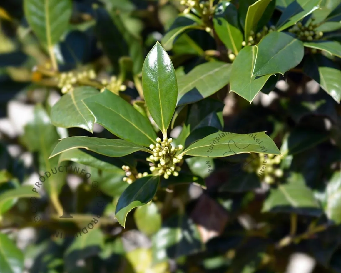 Ilex 'Nellie R. Stevens'