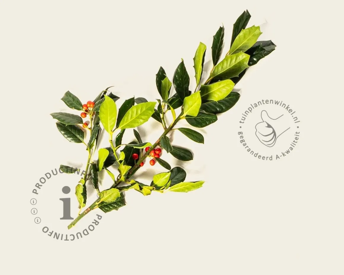 Ilex 'Nellie R. Stevens'
