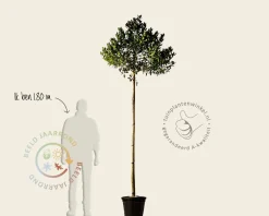 Ilex 'Nellie R. Stevens'