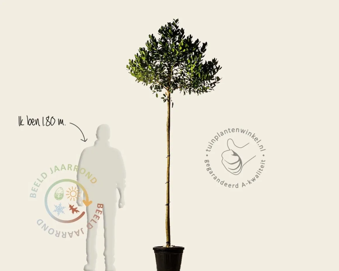 Ilex 'Nellie R. Stevens'