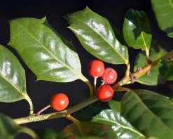 Ilex 'Nellie R. Stevens'