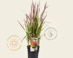 Imperata cylindrica 'Red Baron'