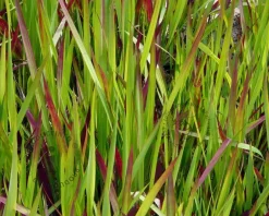 Imperata cylindrica 'Red Baron'