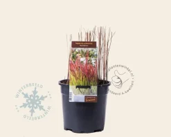 Imperata cylindrica 'Red Baron'