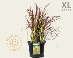Imperata cylindrica 'Red Baron' - XL