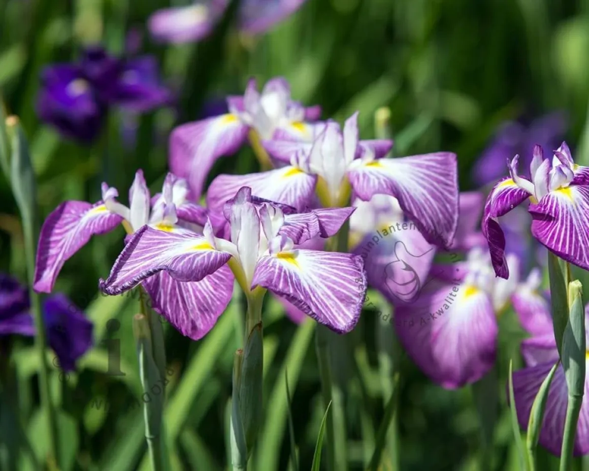 Iris ensata