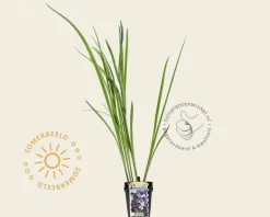 Iris ensata